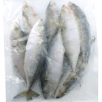 MSF INDIAN MACKEREL HL 600G